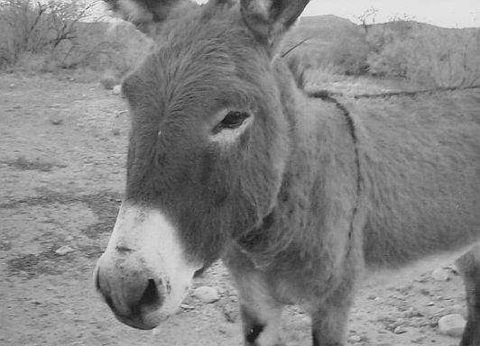 Wildlife Encounters in Las Vegas: Wild&nbsp;Burrows